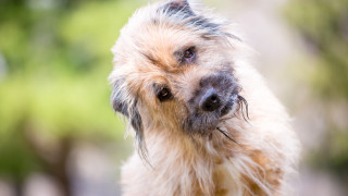 В света на кучетата има породи които всички познаваме и