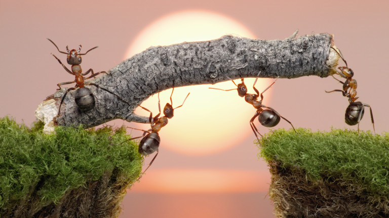 Мравки помагат на ранените си събратя