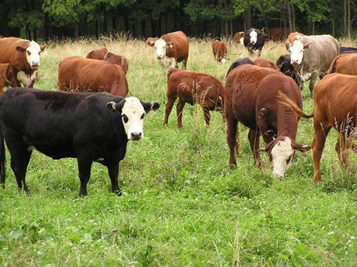 Законно забраниха добитъкът да протестира