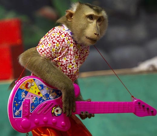 Маймуна китарист весели тайландски туристи