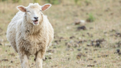 Стадо овце похапна около 100 кг канабис от оранжерия в Гърция