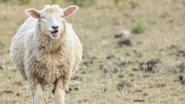 Стадо овце нахлу в оранжерия за отглеждане на медицински канабис