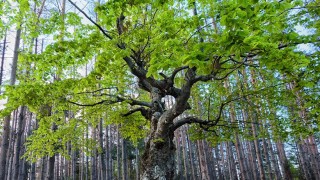 Животни-артисти, нощни пеперуди и „Уики обича Земята” в Европейската нощ на учените