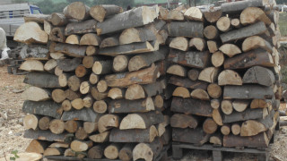 Казанлъшката районна прокуратура разпореди проверка за незаконна сеч на дървесина