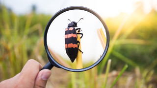 Френски бизнес който развъжда насекоми за храна за домашни любимци