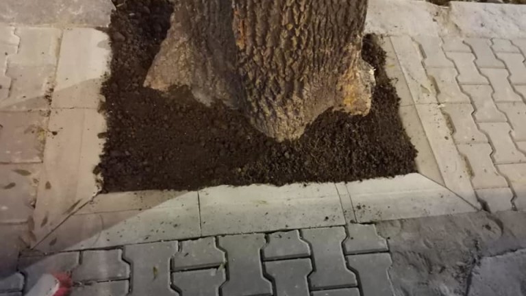 За дървета, засипани с цимент на централната столична улица Петър
