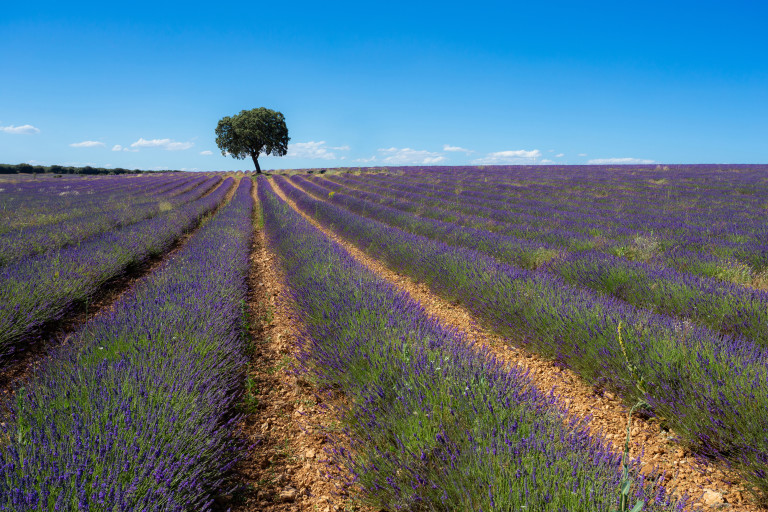 Лавандулово поле