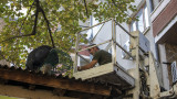  Хванаха еднометрова игуана на дърво в Стара Загора 