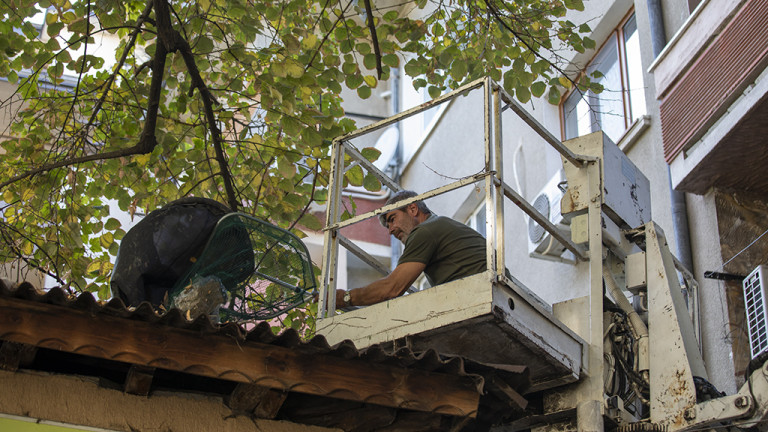 Спасителен екип в Стара Загора свали от дърво почти еднометрова