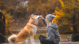 Кучетата, човешкият език, думите, звуците и разбират ли всичко, което им казваме 
