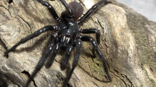 Австралийски учени са открили нов вид паяк който е по голям