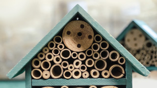 Всеки се е питал къде изчезват всички буболечки когато времето захладнее