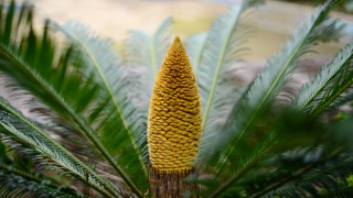 Освен много жега прегорели почви и овъглени гори глобалното затопляне