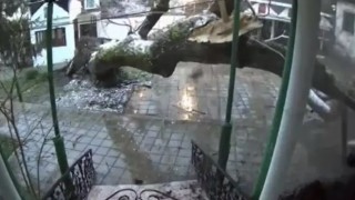 Най старото дърво в двора на манастир Рождество Богородично в