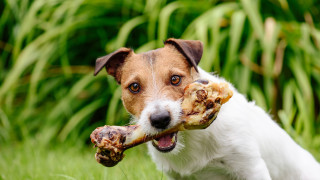 Би било варварско от наша страна да лишим кучето си