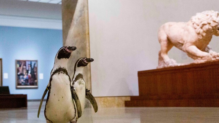 Когато пингвините се държат точно като хората