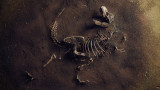  Скелетът на динозавъра 