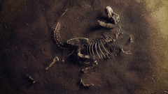 Скелетът на динозавъра "Бари" излиза на търг в Париж