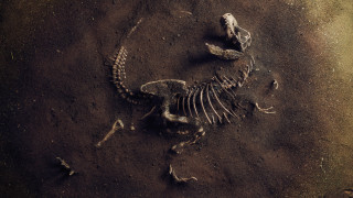 Необичайно добре запазен скелет на динозавър който датира от късния