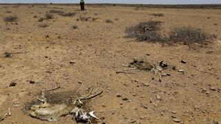 Около 200 000 бежанци се очаква да пристигнат тази година