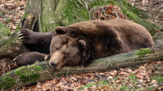Откриха труп на убита мечка в Националния парк Централен Балкан