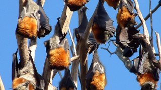 Климатичните промени изиграли ключова роля в коронавирус пандемията