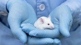  Швейцария взема решение дали първа в света да забрани тестването върху животни 