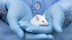 Швейцария решава дали първа в света да забрани тестването върху животни