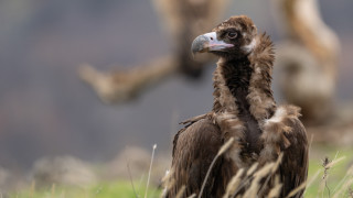 Втората голяма група лешояди бе освободена в Източните Родопи като