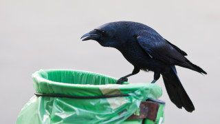 Може би все пак е имало доза истина в онзи