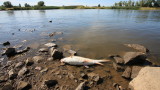  Глобяват с 10 000 лева ВиК-Смолян за замърсяването на река Черна 