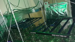 Варненец изградил оранжерия за отглеждане на марихуана в апартамент наел