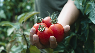 Милиони индийци спряха да си купуват домати Гражданите на най