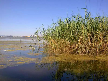 Зарибяват бургаското езеро Вая с 4 тона бял амур