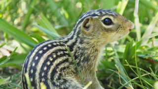 В западната част на Щатите живее катерицата с необичайното име