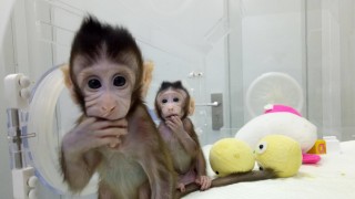 Две маймуни бяха клонирани в Китай съобщава BBC Използваната от