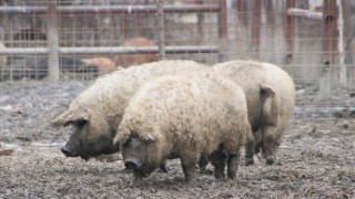 В Румъния възраждат местна порода прасета