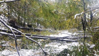 Паднали дървета затвориха изцяло за движение прохода Петрохан съобщава Нова