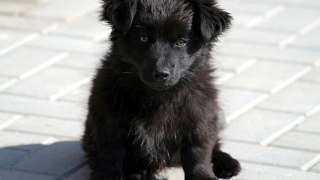 Обичам те, животно!