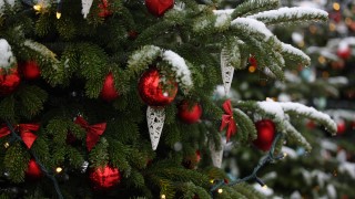 Коледна елха е открадната в района на военните блокове в