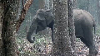 Слон в Индия пуши