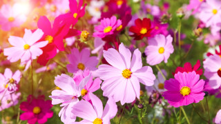 За много любители градинари август изглежда като празен месец