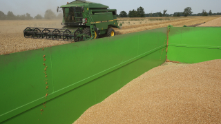 Близо милион тона по-малка реколтата от пшеница  в България тази година