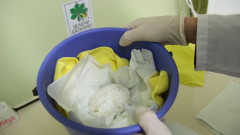 За първи път бе снесено яйце от двойка лешояди в Старозагорския зоопарк