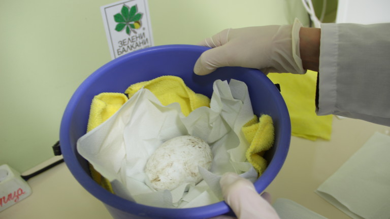 За първи път беше снесено яйце от двойка белоглави лешояди