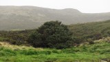  Нова Зеландия, остров Кембъл и кое е най-самотното дърво на света 