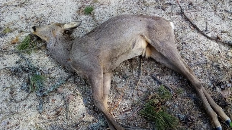 Заловиха бракониери с убити сръндаци в багажника на автомобил им