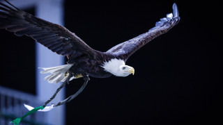 Талисманът на Лудогорец орлицата Фортуна ще лети с черна