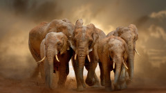 Разгадаха мистерията на африканските мъртви слонове