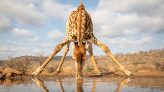 Жирафите несъмнено са едни от най величествените животни които човек може